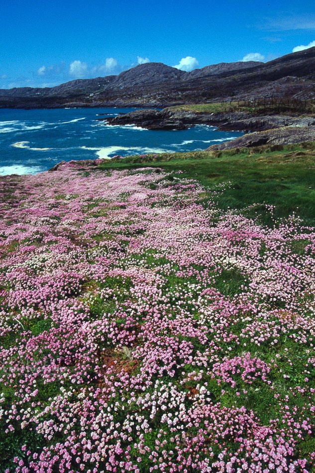 230_ireland landscape stock photo copyright colin palmer