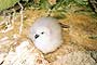 fulmar chick