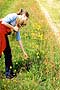 picking orkney flowers