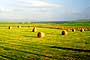orkney fields