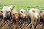 orkney cows