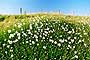 orkney flowers