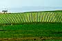 orkney field patterns