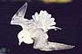 fulmar